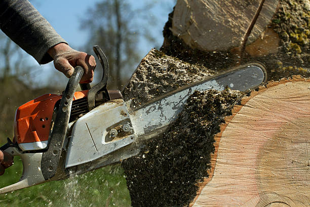 How Our Tree Care Process Works  in Walhalla, SC